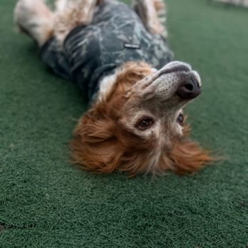 Baxter's K9 Complex - Pet Sitting Near Me - St Peters, Missouri