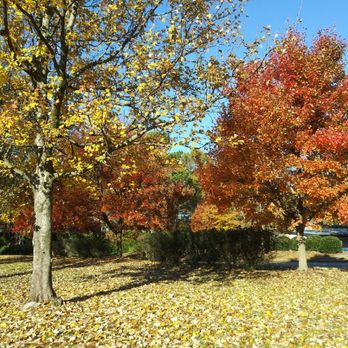 Ashland Tree Service - Tree Services Near Me - Raleigh, North Carolina Ashland Tree Service - Tree Services Near Me - Raleigh, North Carolina