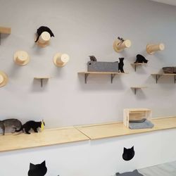 Frisky Cat Cafe - Play on the cat wall