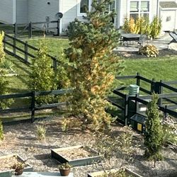 Pioneer Landscaping - Backyard evergreen dying.