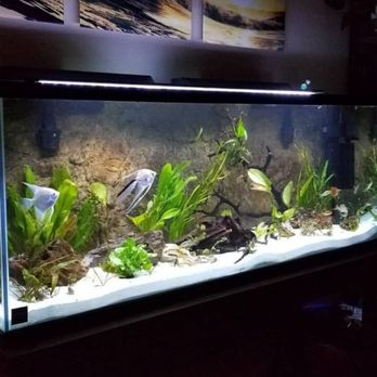 Fish Guy Russ - Aquarium Services Near Me Fish Guy Russ - Aquarium Services Near Me