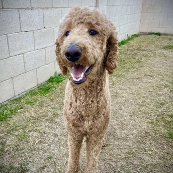 Doggy Stylez - What a handsome boy! - Pet Groomers Near Me - Tucson, Arizona Doggy Stylez - What a handsome boy! - Pet Groomers Near Me - Tucson, Arizona