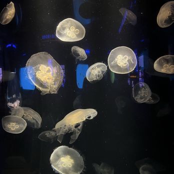 National Aquarium - Aquariums Near Me - Baltimore, Maryland National Aquarium - Aquariums Near Me - Baltimore, Maryland