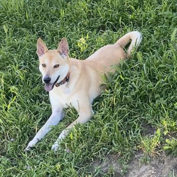 Adopt A Doggie - Willow the FMD at the dog park. - Pet Adoption Near Me Adopt A Doggie - Willow the FMD at the dog park. - Pet Adoption Near Me