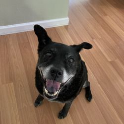 Ella’s Fins and Fur care