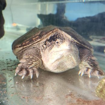 A1 Test Only & Smog - Pet turtle - Smog Check Stations Near Me - Cypress, California A1 Test Only & Smog - Pet turtle - Smog Check Stations Near Me - Cypress, California