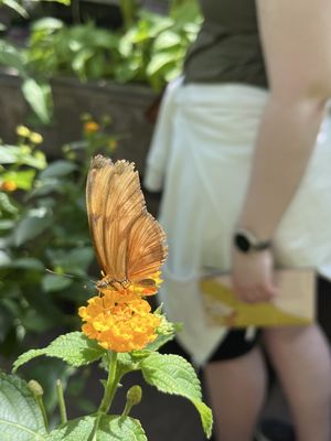 Hortus Botanicus by null