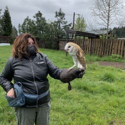 Chintimini Wildlife Center - Barn owl we met on our "Wild Encounter Tour"
