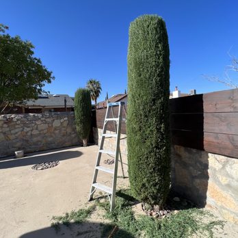 Millan Landscaping - Cypress Tree Shaping - Tree Services Near Me Millan Landscaping - Cypress Tree Shaping - Tree Services Near Me