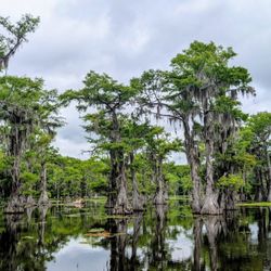Caddo Lake Trees