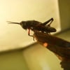 O Orkin Insect Zoo gift card