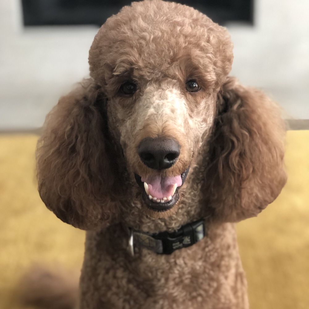 Our dog after grooming. Our dog after grooming.