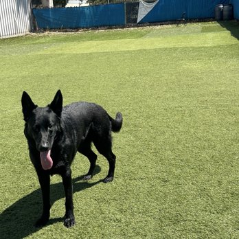 Bay Area K9 Association - Pet Training Near Me - Santa Clara, California