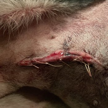 Grass Valley Veterinary Hospital - Terrible spay from a horrible veterinarian, thank you Grass Valley Veterinary Clinic for helping me - Veterinarians Near Me - Grass Valley, California
