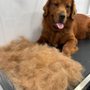 Photo of El Pet Wash