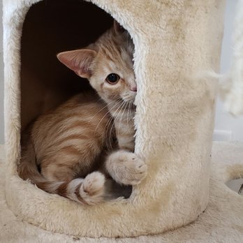 Felius Cat Café & Rescue - Pet Adoption Near Me - Omaha, Nebraska Felius Cat Café & Rescue - Pet Adoption Near Me - Omaha, Nebraska