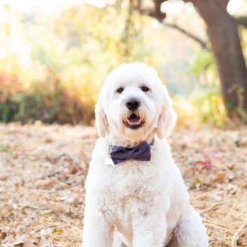 At MY door pet grooming - Pet Groomers Near Me At MY door pet grooming - Pet Groomers Near Me
