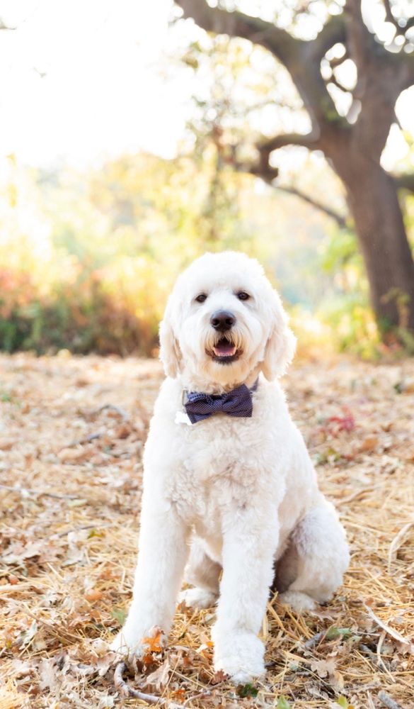 AT MY DOOR PET GROOMING Updated April 2024 13 Photos & 16 Reviews