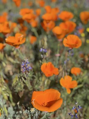 Antelope Valley California Poppy Reserve State Natural Reserve by null