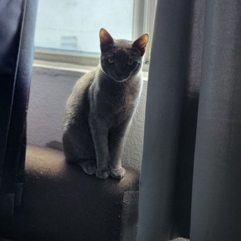 Catmandoo Rescue - Almost 5 months later - Pet Adoption Near Me - Hawthorne, California