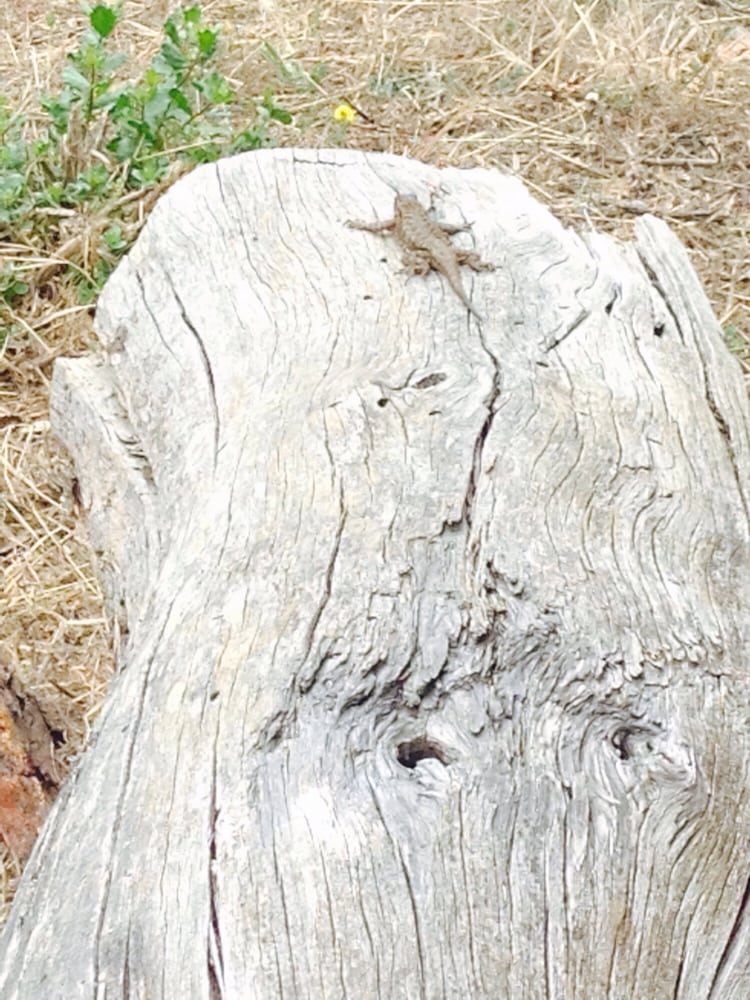 Fifield-Cahill Ridge Trail Logo