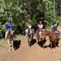 VS Equine