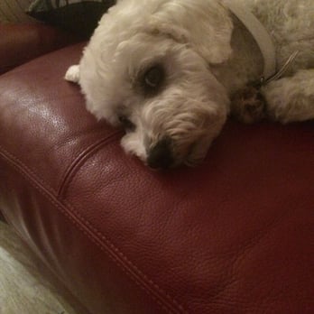 Pooch Pawlor Spa - Relaxing - Pet Groomers Near Me - Glendale, California