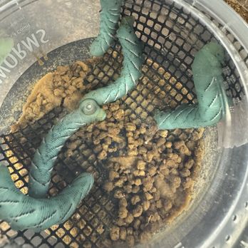 Pet Supplies Plus Stevenson Ranch - Horn worms - Pet Stores Near Me - Stevenson Ranch, California