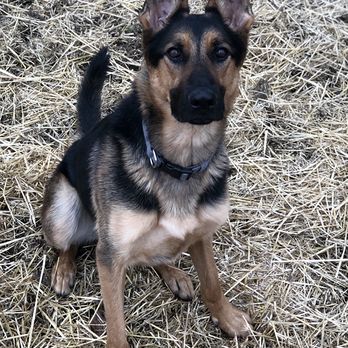 Click Treat Repeat Canine Coaching - Miles, we've been caring for him going on 3 years! - Pet Training Near Me