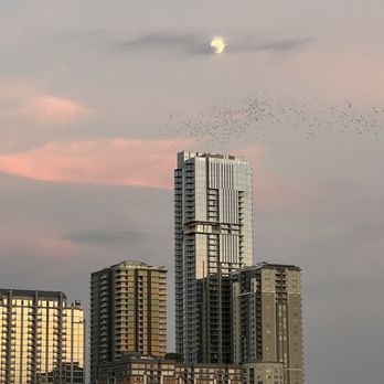 Lone Star Riverboat - Skyline with moon and bats - Boat Charters Near Me - Austin, Texas Lone Star Riverboat - Skyline with moon and bats - Boat Charters Near Me - Austin, Texas