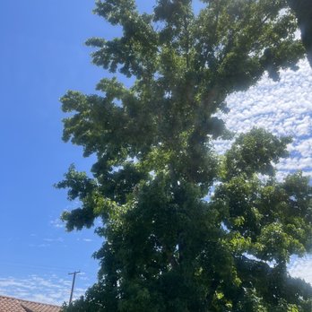 Eric Tree Service - Before - Tree Services Near Me