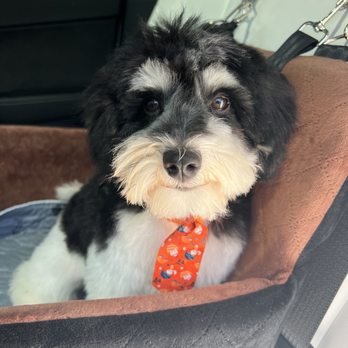 Bonnie's Pampered Pets - Fresh bath and cut exactly the way we asked. And a fresh tie for Easter! - Pet Groomers Near Me - Corona, California