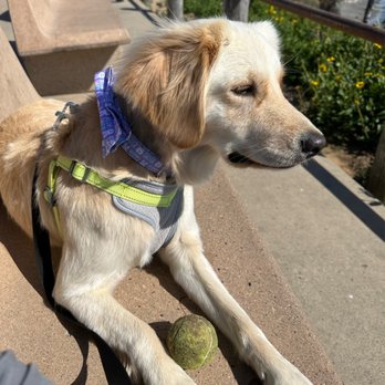 Escondido Veterinary Emergency - A few days before the incident - Emergency Pet Hospital Near Me - Escondido, California Escondido Veterinary Emergency - A few days before the incident - Emergency Pet Hospital Near Me - Escondido, California