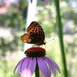 Danville Science Center - Beautiful Butterflies