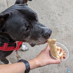 Sweet n Saulty Ice cream Parlor - Dog ice cream cup