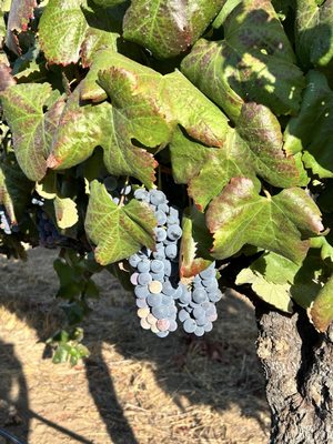 Carter Estate Winery and Resort by null