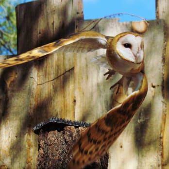Bearizona - Raptor Show 2015 - Zoos Near Me - Williams, Arizona Bearizona - Raptor Show 2015 - Zoos Near Me - Williams, Arizona