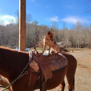 Blue Ridge Mountain Trail Rides - Horseback Riding Near Me - Blue Ridge, Georgia Blue Ridge Mountain Trail Rides - Horseback Riding Near Me - Blue Ridge, Georgia