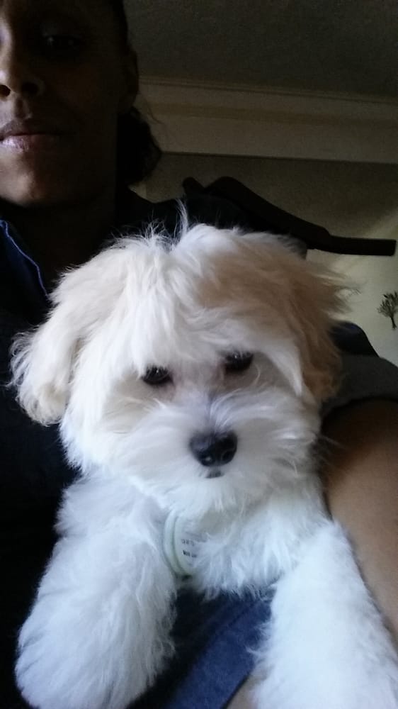 alex the happy dog grooming