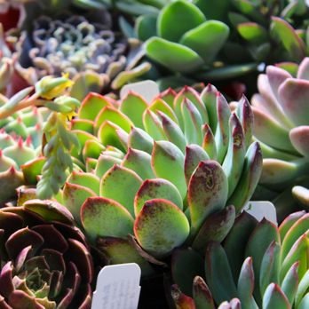 Star Nursery - Nurseries & Gardening Near Me - Kingman, Arizona Star Nursery - Nurseries & Gardening Near Me - Kingman, Arizona