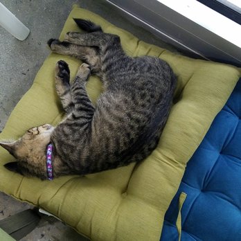 Orlando Cat Cafe - Animal Shelters Near Me - Clermont, Florida Orlando Cat Cafe - Animal Shelters Near Me - Clermont, Florida