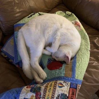 Texas Ruff House - Completely relaxed even though family is gone. Keeping pets in the homes is so much nicer for them - Pet Sitting Near Me Texas Ruff House - Completely relaxed even though family is gone. Keeping pets in the homes is so much nicer for them - Pet Sitting Near Me