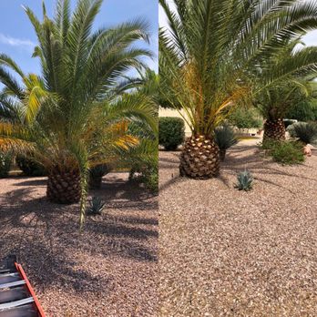 WS Landscaping - Before and after palm trimming - Landscaping Near Me WS Landscaping - Before and after palm trimming - Landscaping Near Me