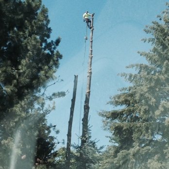 A1 Tree Service - Bigger the tree, the better! - Tree Services Near Me - Spokane Valley, Washington A1 Tree Service - Bigger the tree, the better! - Tree Services Near Me - Spokane Valley, Washington