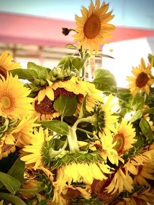 Minneapolis Farmers Market by null