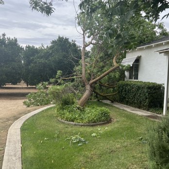 Cut Rite Tree Service - Here's a tree that got completely knocked over - Tree Services Near Me - Fresno, California
