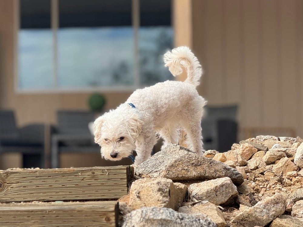 Pyle's Pet Services - pet boarding facility in Tucson, AZ