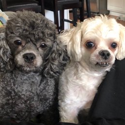 Two totally different dogs!! LOL! They look so good! Two totally different dogs!! LOL! They look so good!