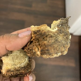 Moana Nursery - Completely dead bulb and associate told me was fine - Landscaping Near Me - Reno, Nevada Moana Nursery - Completely dead bulb and associate told me was fine - Landscaping Near Me - Reno, Nevada
