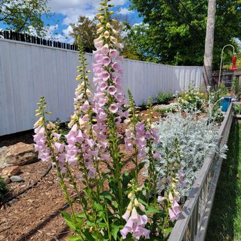 Fair Oaks Boulevard Nursery - Foxglove - Nurseries & Gardening Near Me - Sacramento, California Fair Oaks Boulevard Nursery - Foxglove - Nurseries & Gardening Near Me - Sacramento, California